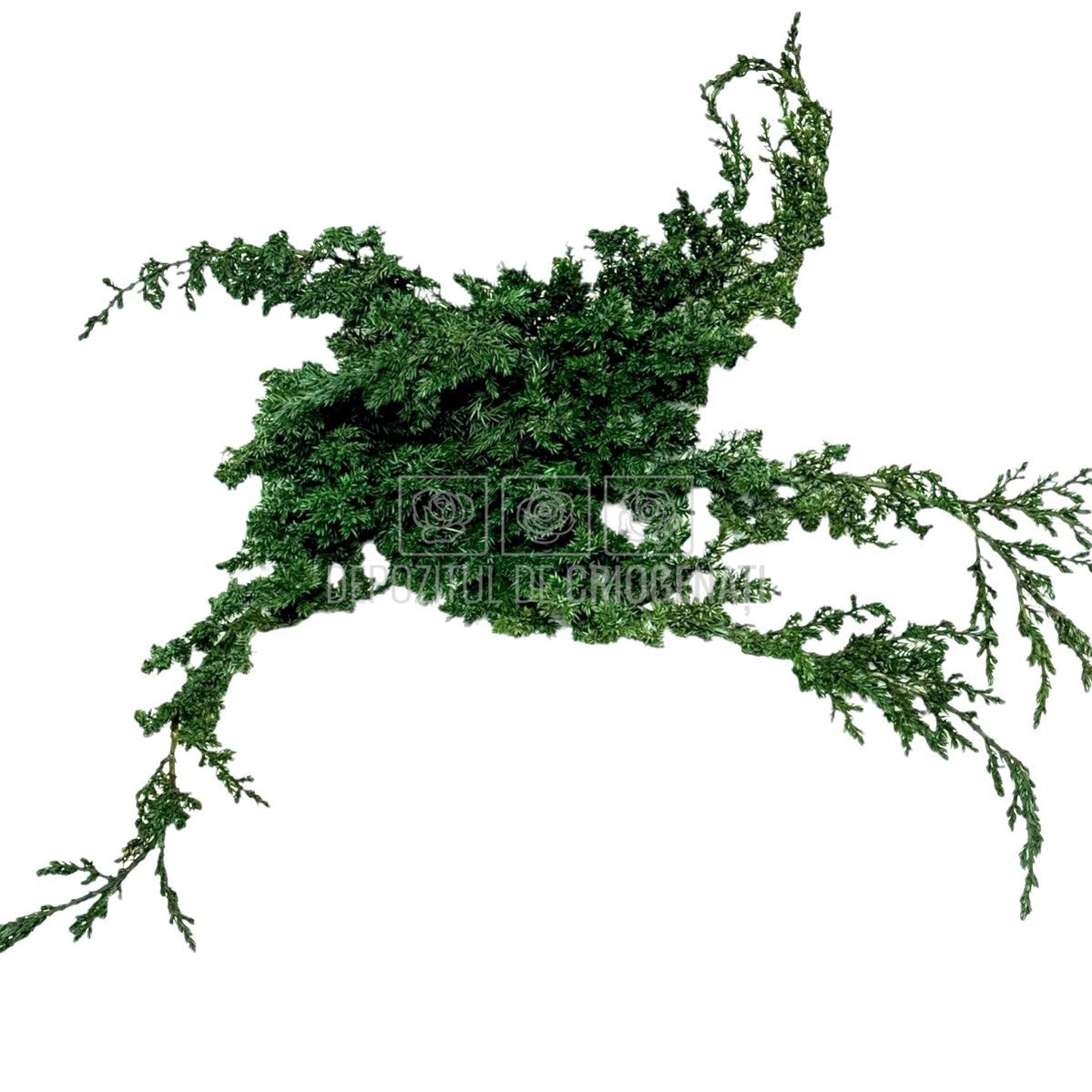 Ienupar Verde (Buchet Criogenat)