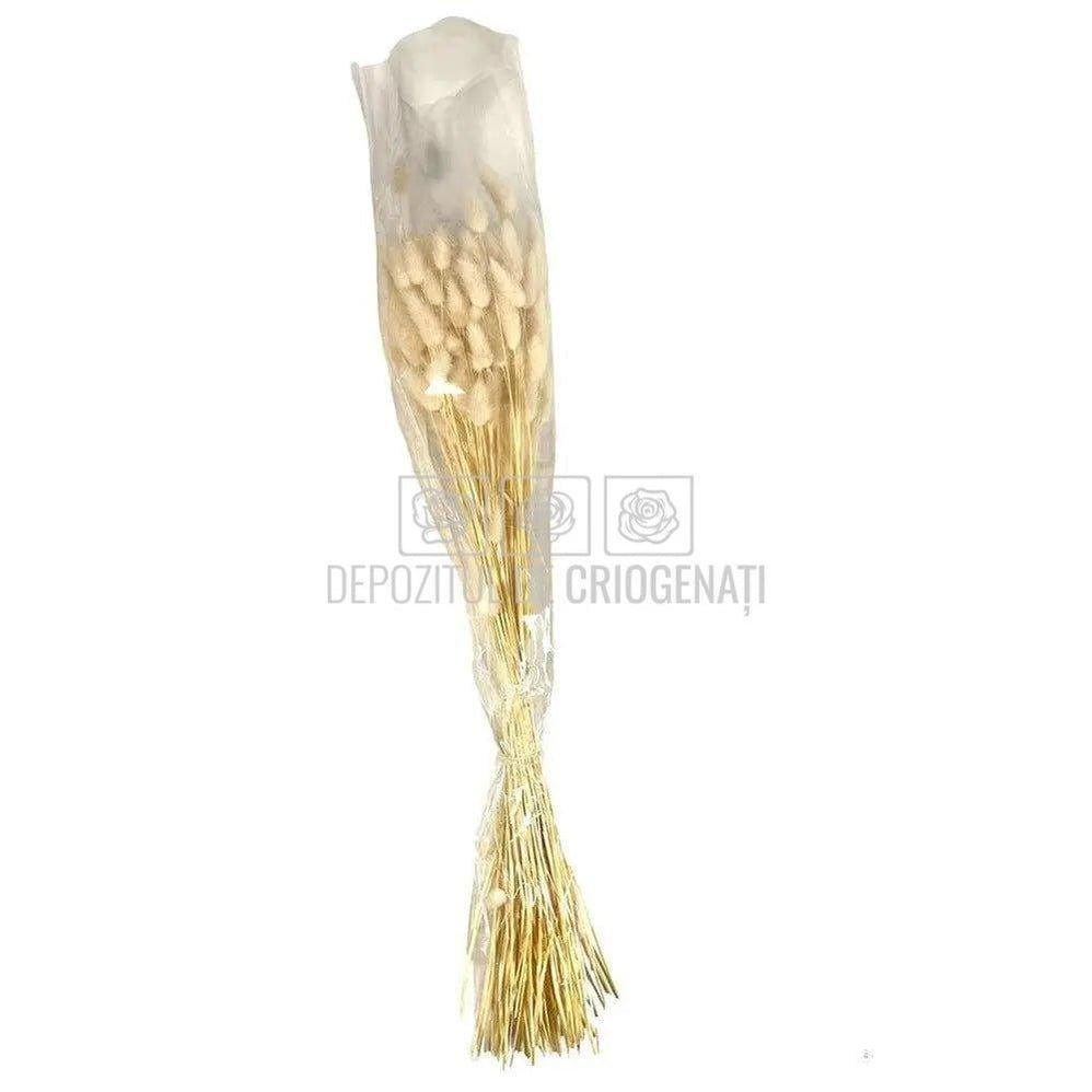 Lagurus Alb (Buchet Criogenat) - DepozituldeCriogenati.ro