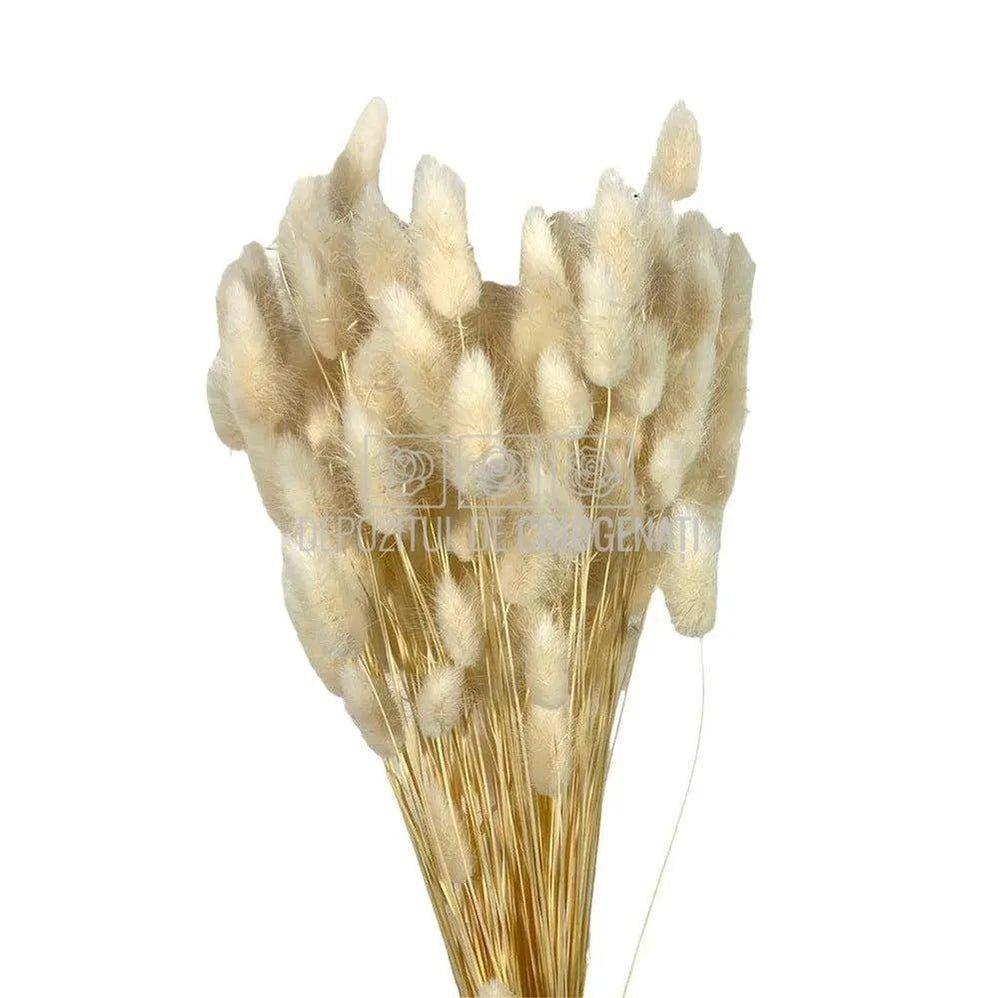 Lagurus Alb (Buchet Criogenat) - DepozituldeCriogenati.ro