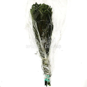 Lanuginosa verde (Buchet Criogenat) - DepozituldeCriogenati.ro