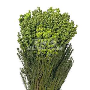 Lanuginosa verde (Buchet Criogenat) - DepozituldeCriogenati.ro
