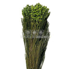 Lanuginosa verde (Buchet Criogenat) - DepozituldeCriogenati.ro