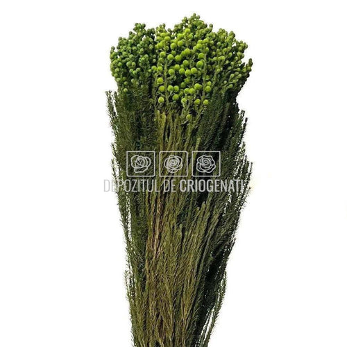 Lanuginosa verde (Buchet Criogenat) - DepozituldeCriogenati.ro
