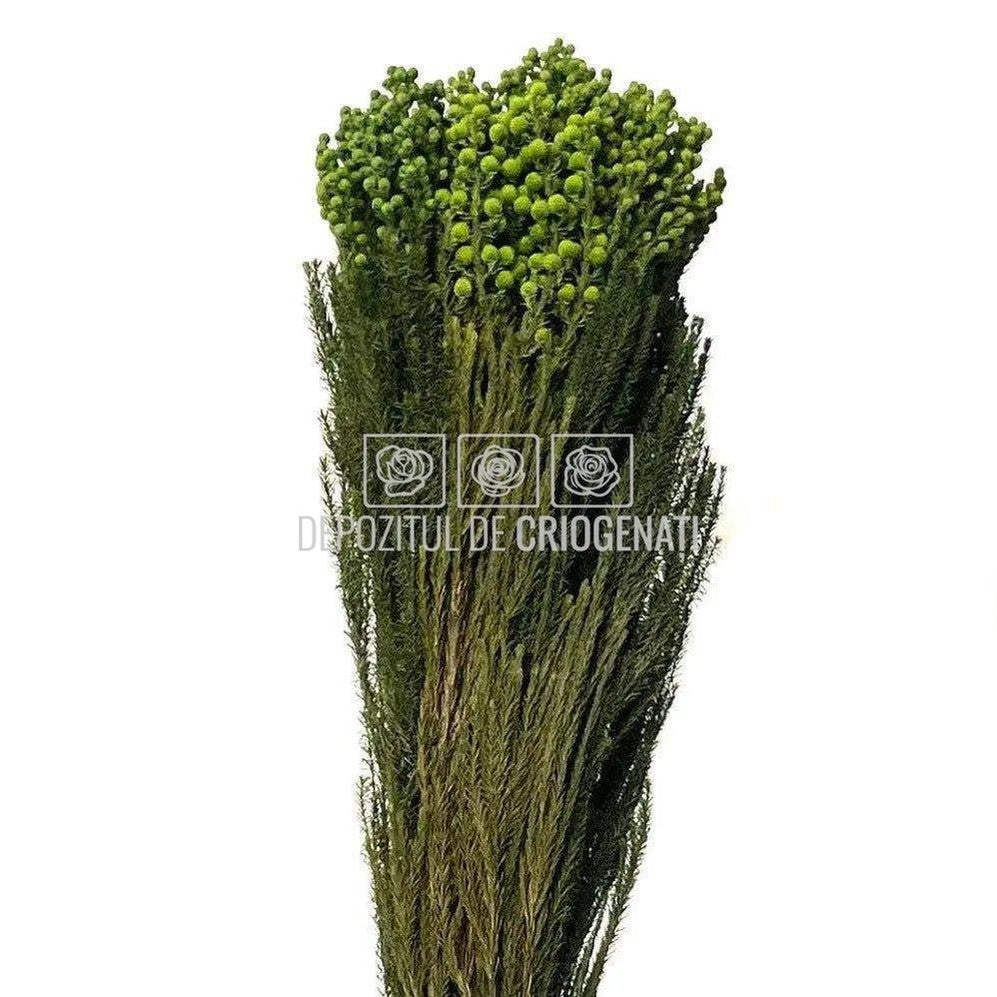 Lanuginosa verde (Buchet Criogenat) - DepozituldeCriogenati.ro