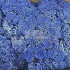 Licheni Decorativi Stabilizati cutie 500gr - Albastru (Verdissimo)