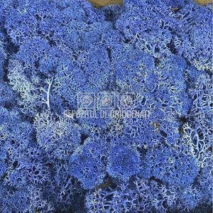Licheni Decorativi Stabilizati cutie 500gr - Albastru (Verdissimo)