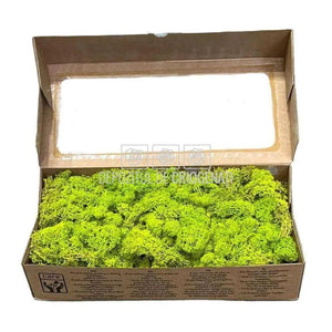 Licheni Decorativi Stabilizati cutie 500gr - Verde Deschis (Verdissimo)