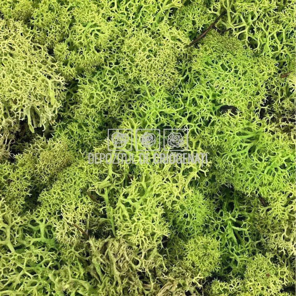 Licheni Decorativi Stabilizati cutie 500gr - Verde Deschis (Verdissimo)