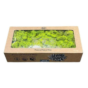 Licheni Decorativi Stabilizati cutie 500gr - Verde Deschis (Verdissimo)