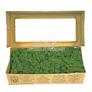 Licheni Decorativi Stabilizati cutie 500gr - Verde Inchis (Verdissimo)