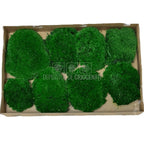 Muschi Stabilizat Bombat Verde inchis (cutie 180gr) - DepozituldeCriogenati.ro