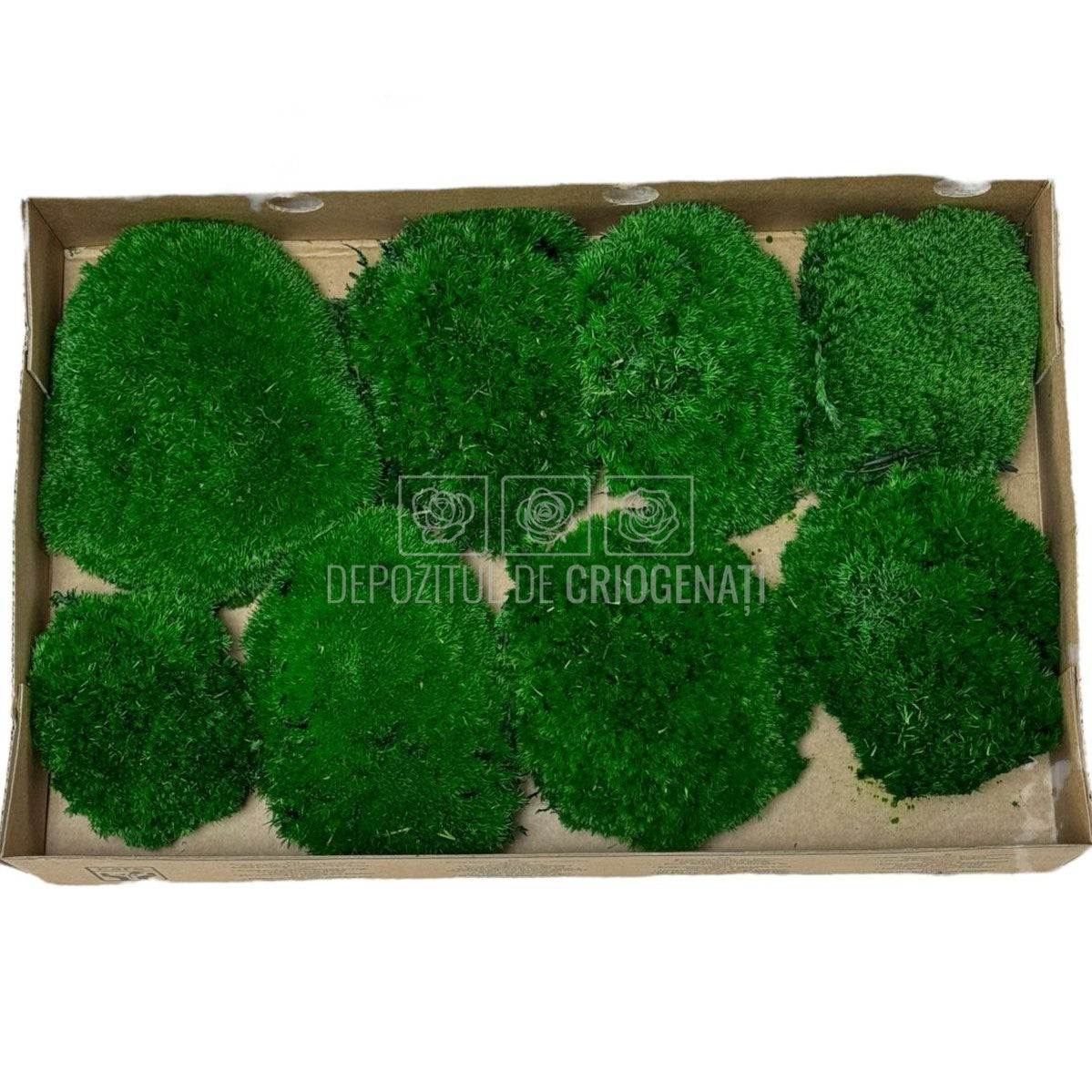 Muschi Stabilizat Bombat Verde inchis (cutie 180gr) - DepozituldeCriogenati.ro