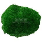 Muschi Stabilizat Bombat Verde inchis (cutie 180gr) - DepozituldeCriogenati.ro