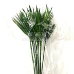 Papyrus Verde (Buchet Criogenat) - DepozituldeCriogenati.ro