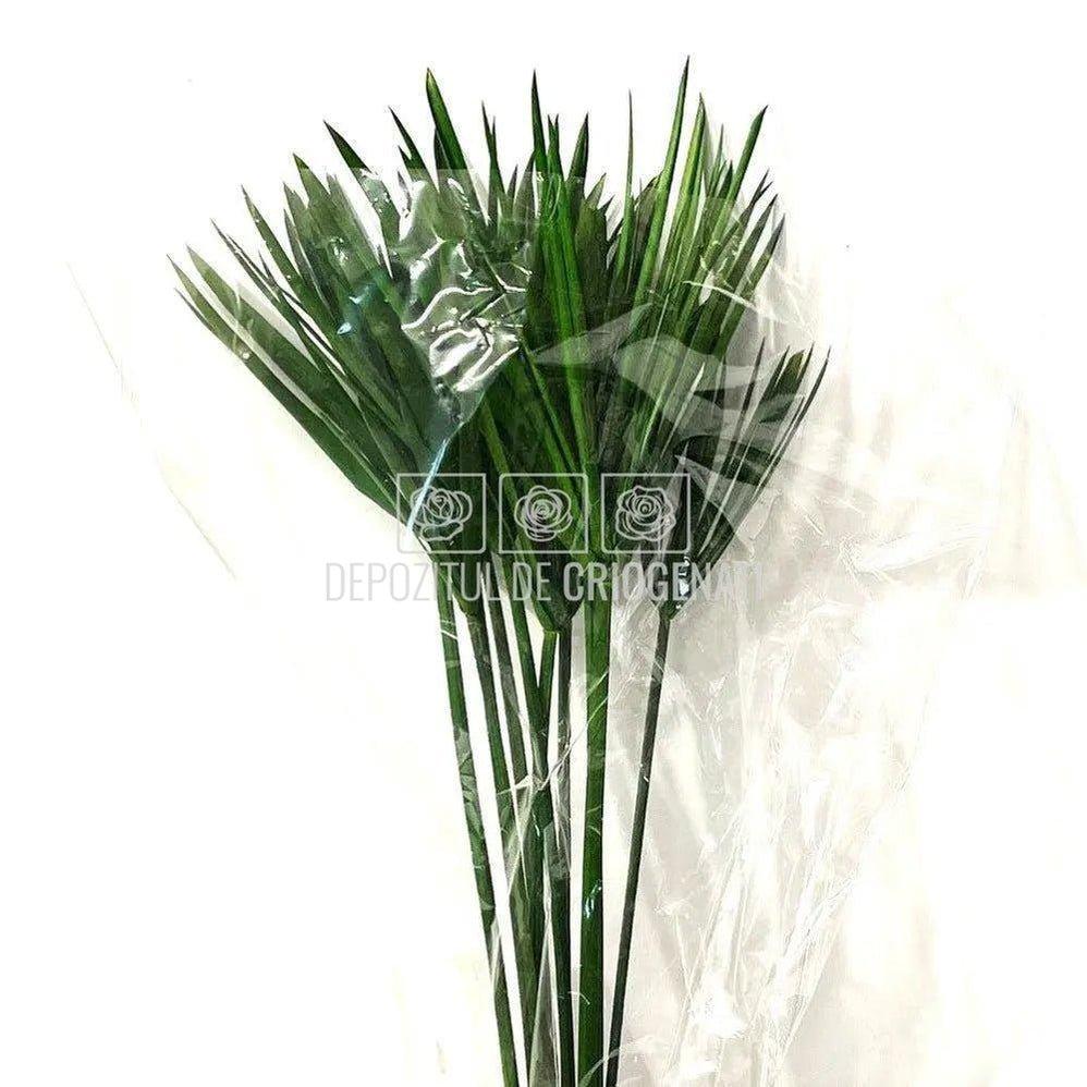 Papyrus Verde (Buchet Criogenat) - DepozituldeCriogenati.ro