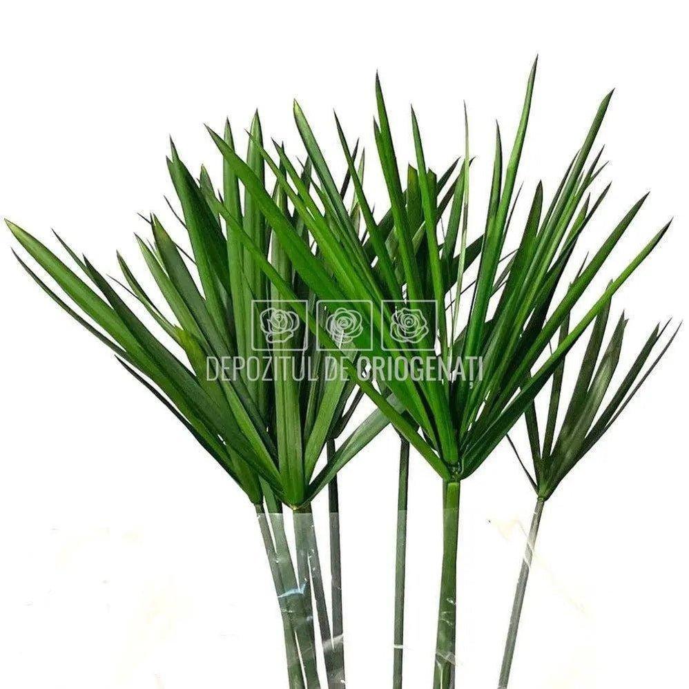 Papyrus Verde (Buchet Criogenat) - DepozituldeCriogenati.ro