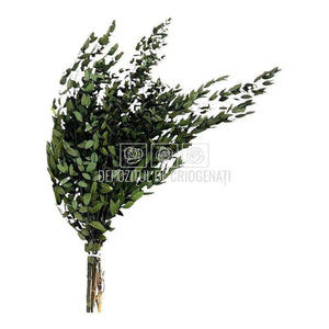 Parvifolia Verde (Buchet Criogenat) - DepozituldeCriogenati.ro