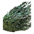 Parvifolia Verde (Buchet Criogenat) - DepozituldeCriogenati.ro