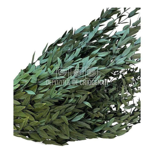 Parvifolia Verde (Buchet Criogenat) - DepozituldeCriogenati.ro