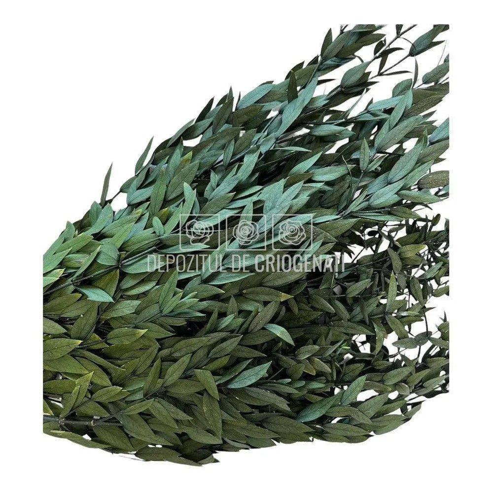 Parvifolia Verde (Buchet Criogenat) - DepozituldeCriogenati.ro