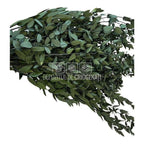 Parvifolia Verde (Buchet Criogenat) - DepozituldeCriogenati.ro