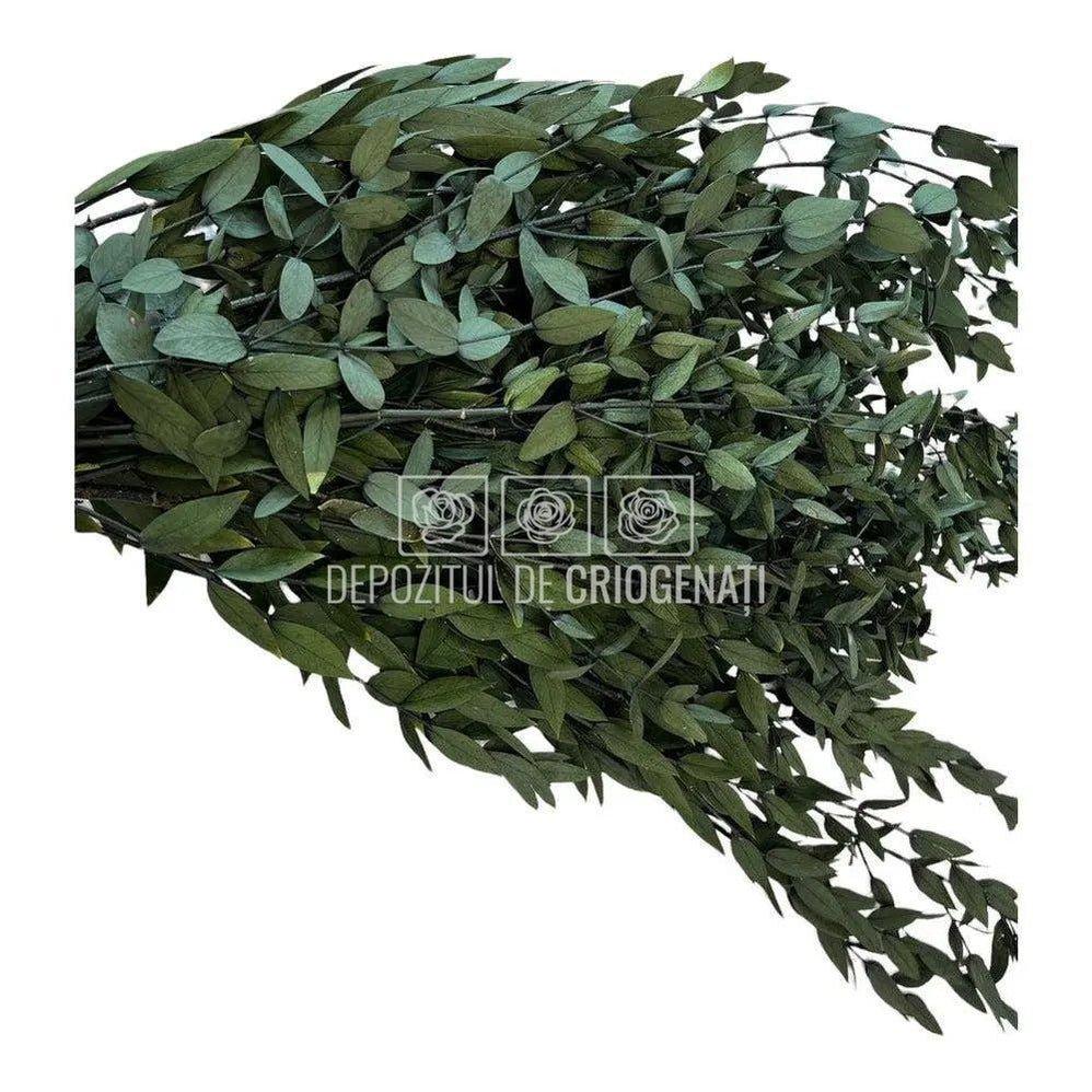 Parvifolia Verde (Buchet Criogenat) - DepozituldeCriogenati.ro