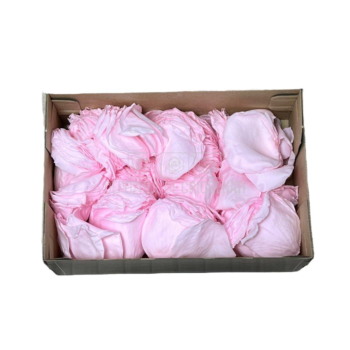 Petale de Trandafiri Criogenati PETALS PIN-99 (cutie) - DepozituldeCriogenati.ro