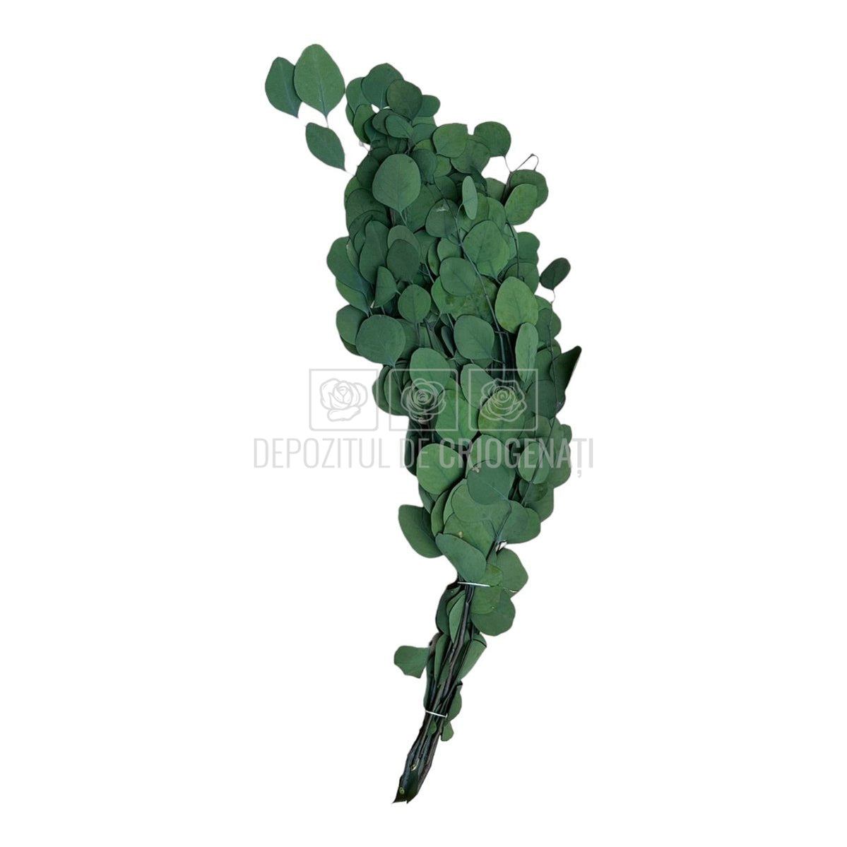 Populus Eucalipt (Buchet Criogenat)-Depozitul de Criogenati