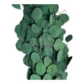 Populus Eucalipt (Buchet Criogenat)-Depozitul de Criogenati