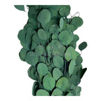 Populus Eucalipt (Buchet Criogenat)-Depozitul de Criogenati