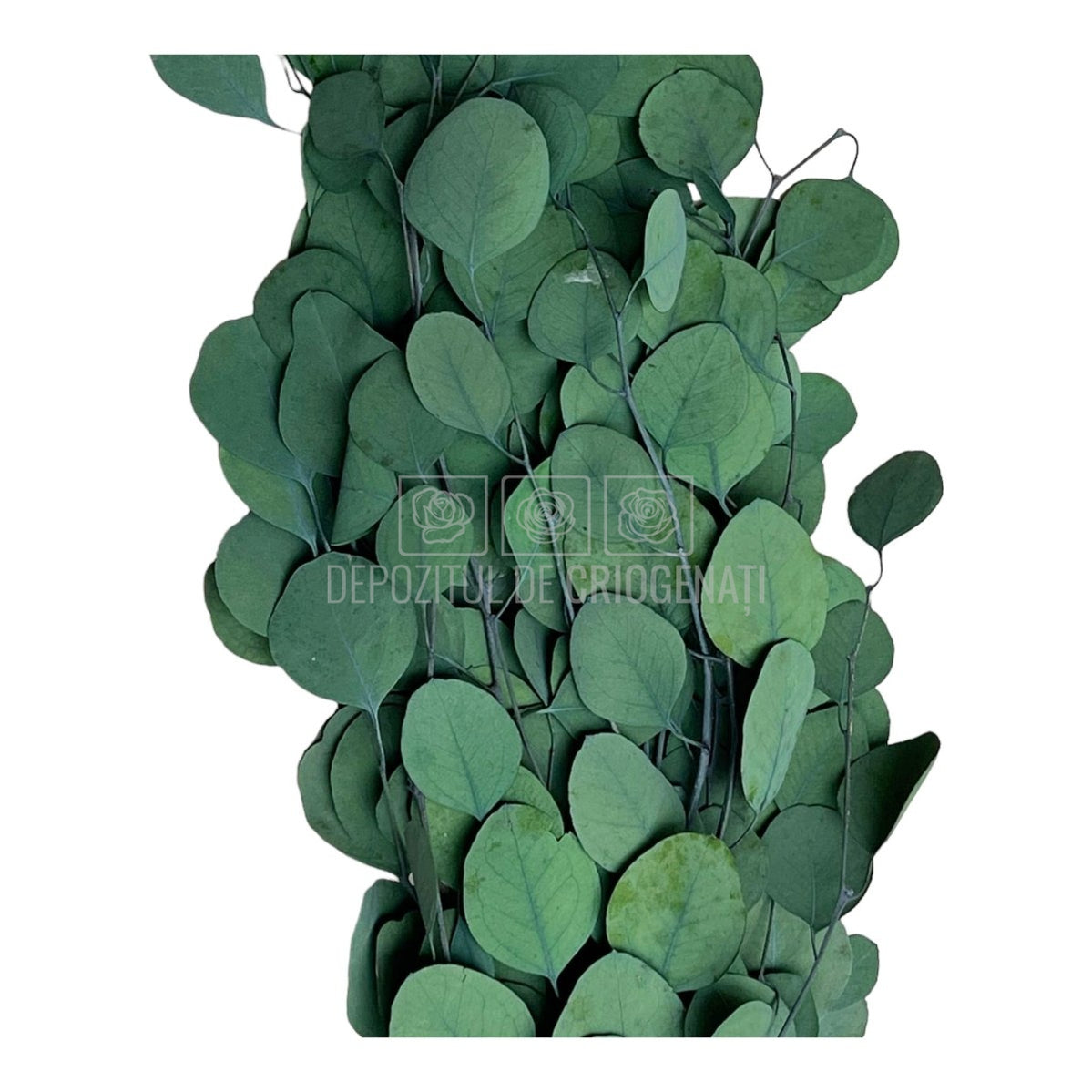 Populus Eucalipt (Buchet Criogenat)-Depozitul de Criogenati