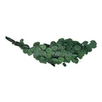 Populus Eucalipt (Buchet Criogenat)-Depozitul de Criogenati