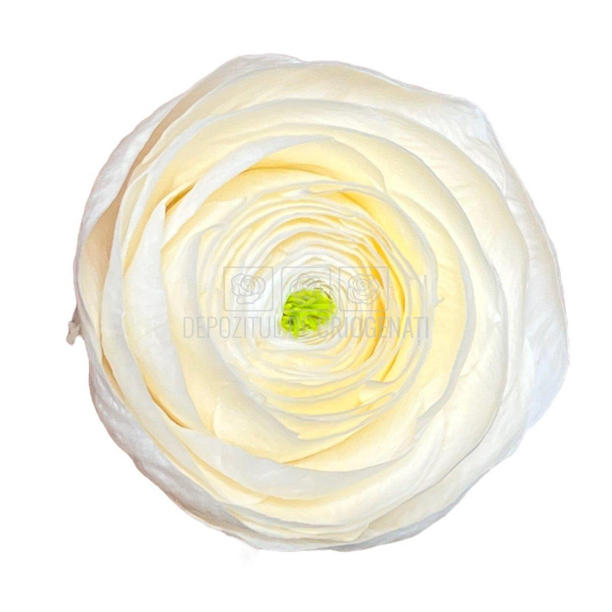 Ranunculus Criogenat CHA-89 (Ø6cm, set 9 buc /cutie) - DepozituldeCriogenati.ro