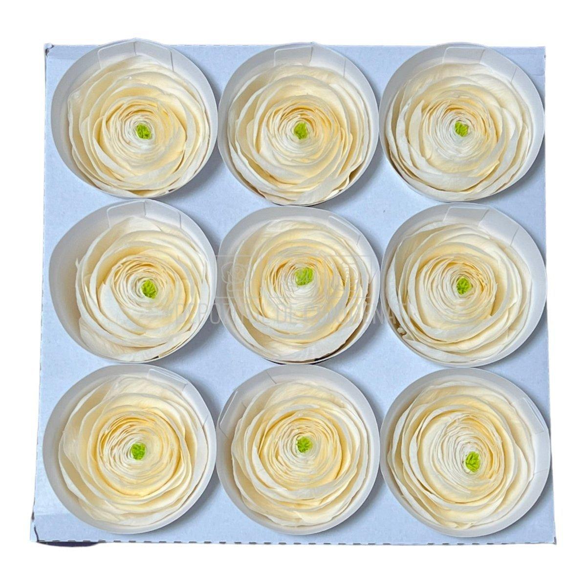 Ranunculus Criogenat CHA-89 (Ø6cm, set 9 buc /cutie) - DepozituldeCriogenati.ro