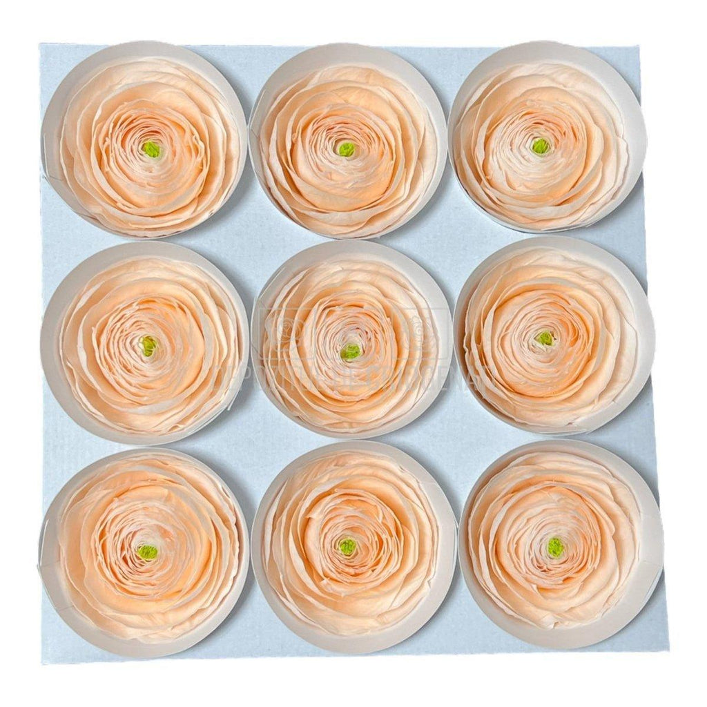 Ranunculus Criogenat PEA-89 (Ø6cm, set 9 buc /cutie) - DepozituldeCriogenati.ro