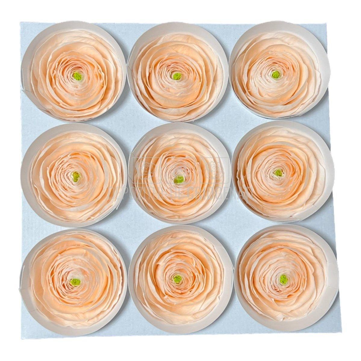 Ranunculus Criogenat PEA-89 (Ø6cm, set 9 buc /cutie) - DepozituldeCriogenati.ro