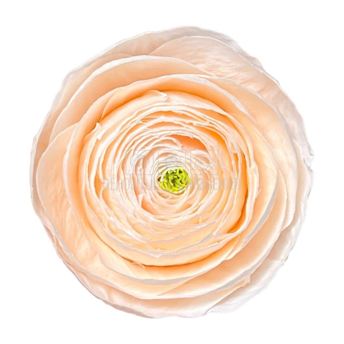 Ranunculus Criogenat PEA-89 (Ø6cm, set 9 buc /cutie) - DepozituldeCriogenati.ro