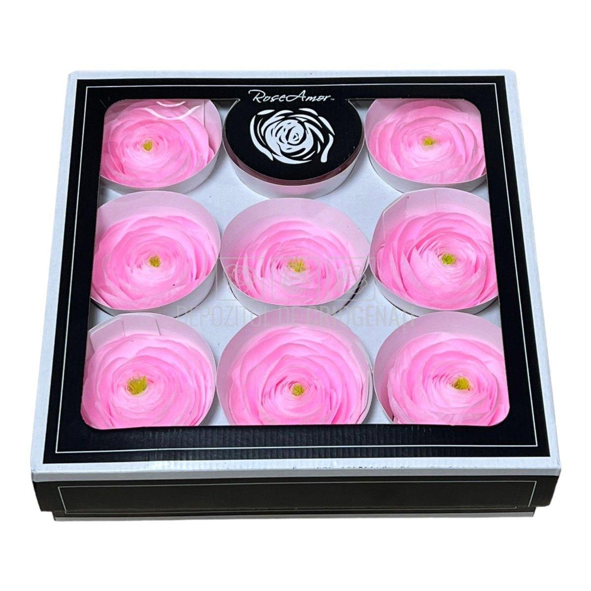Ranunculus Criogenat PIN-99 (Ø6cm, set 9 buc /cutie) - DepozituldeCriogenati.ro
