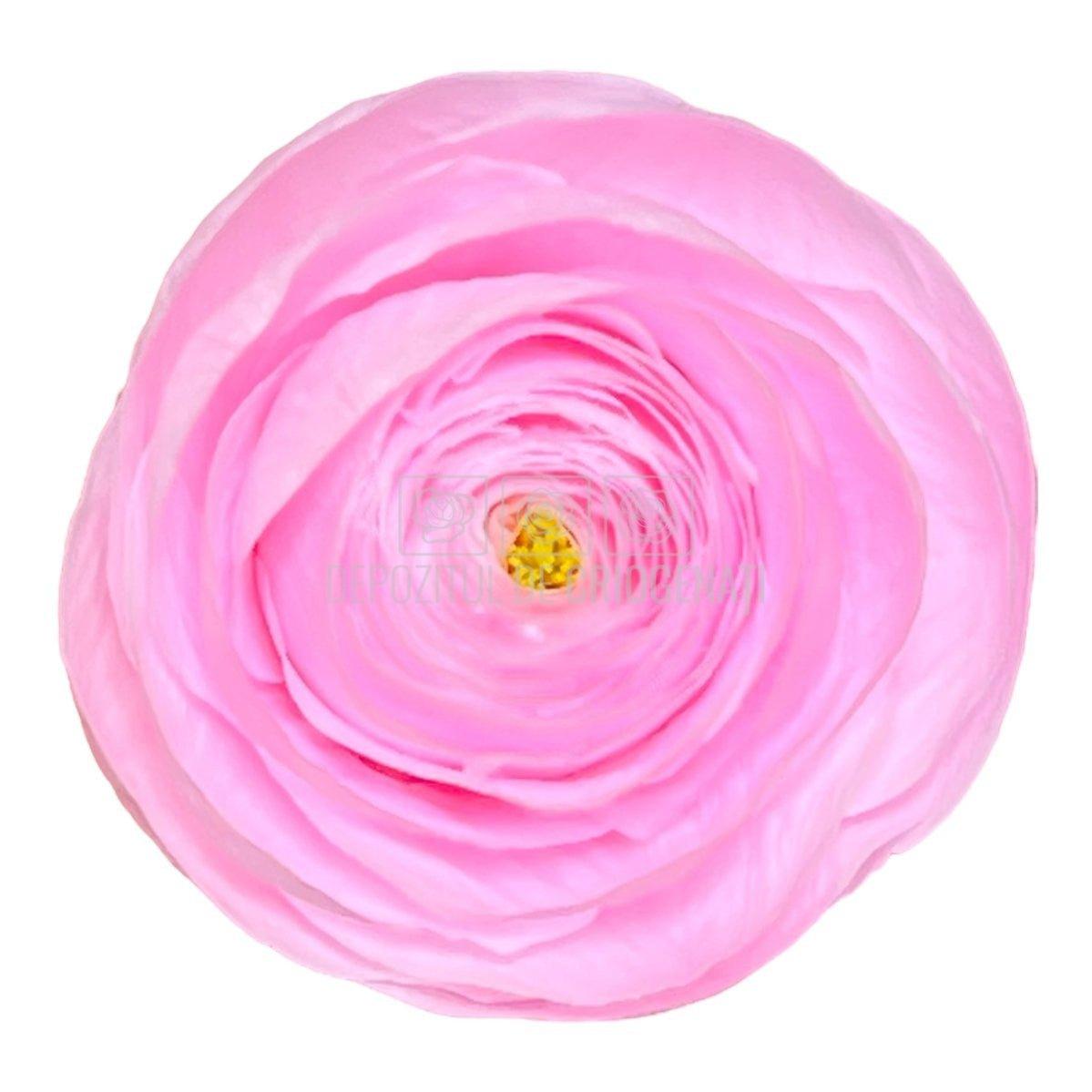 Ranunculus Criogenat PIN-99 (Ø6cm, set 9 buc /cutie) - DepozituldeCriogenati.ro