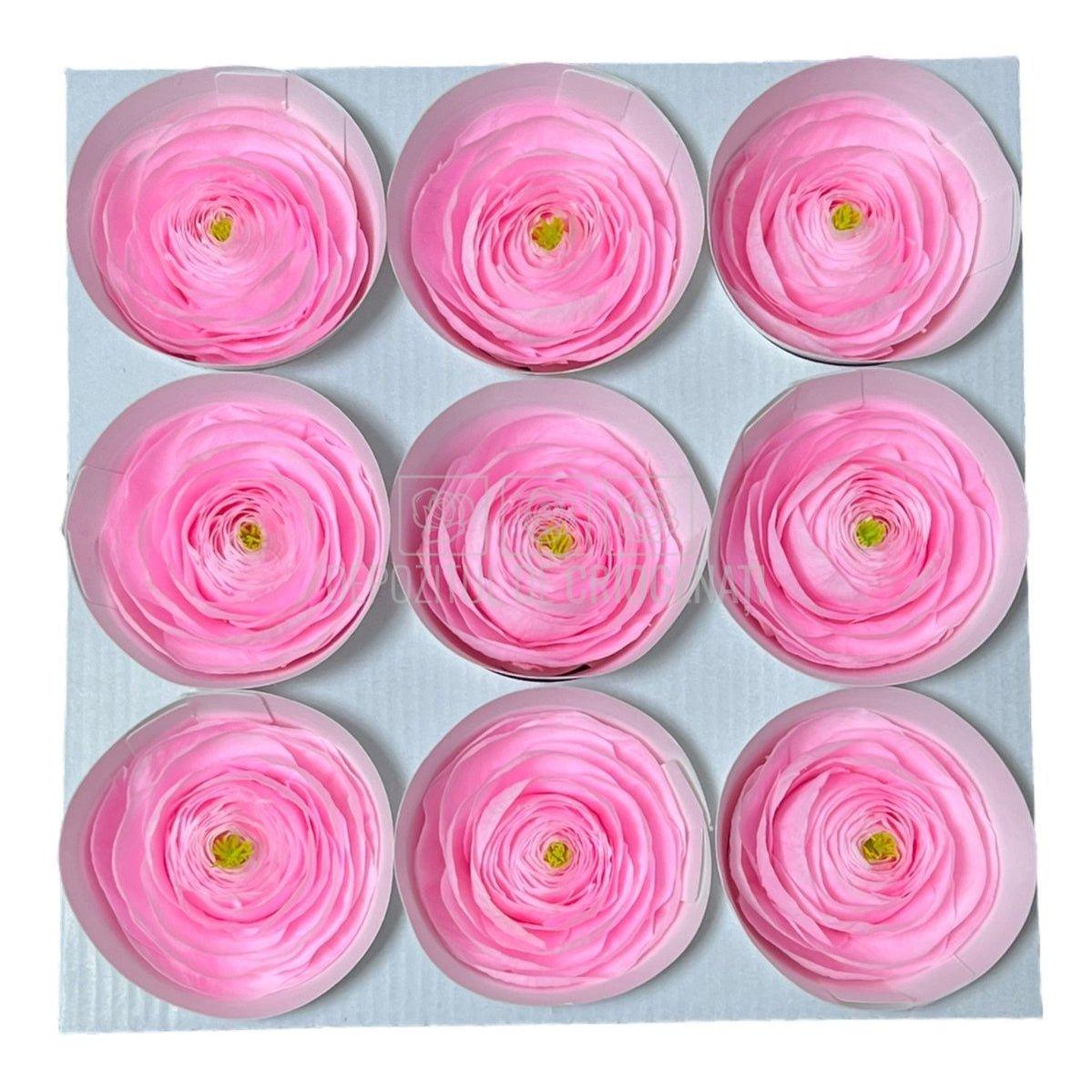 Ranunculus Criogenat PIN-99 (Ø6cm, set 9 buc /cutie) - DepozituldeCriogenati.ro