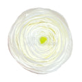 Ranunculus Criogenat WHI-01 (Ø6cm, set 9 buc /cutie) - DepozituldeCriogenati.ro