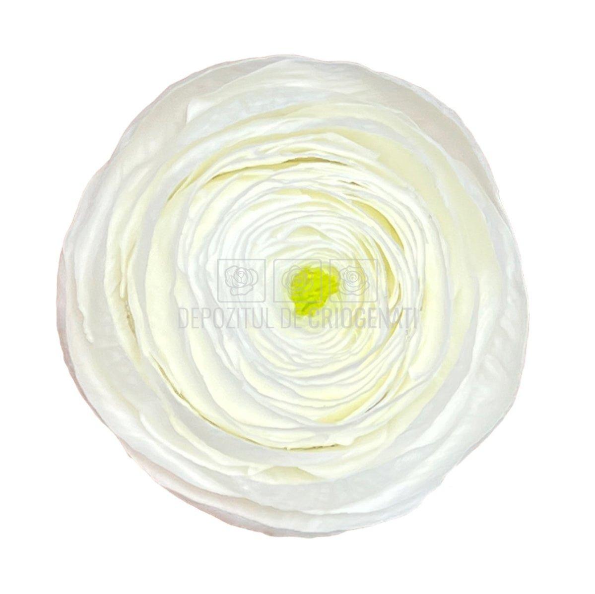 Ranunculus Criogenat WHI-01 (Ø6cm, set 9 buc /cutie) - DepozituldeCriogenati.ro