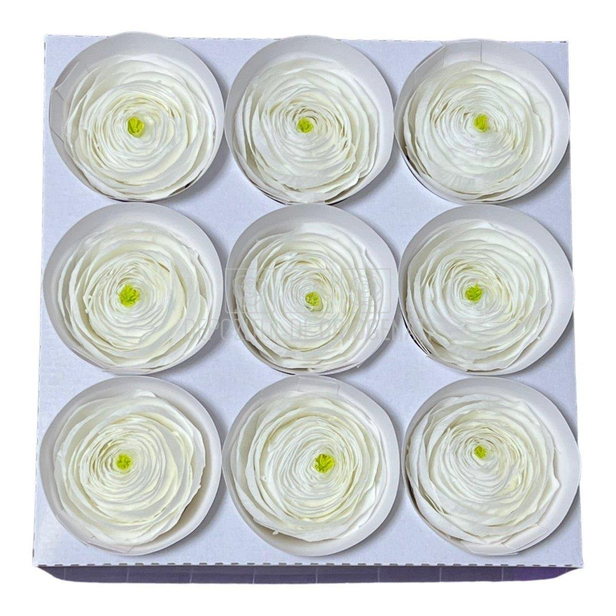 Ranunculus Criogenat WHI-01 (Ø6cm, set 9 buc /cutie) - DepozituldeCriogenati.ro