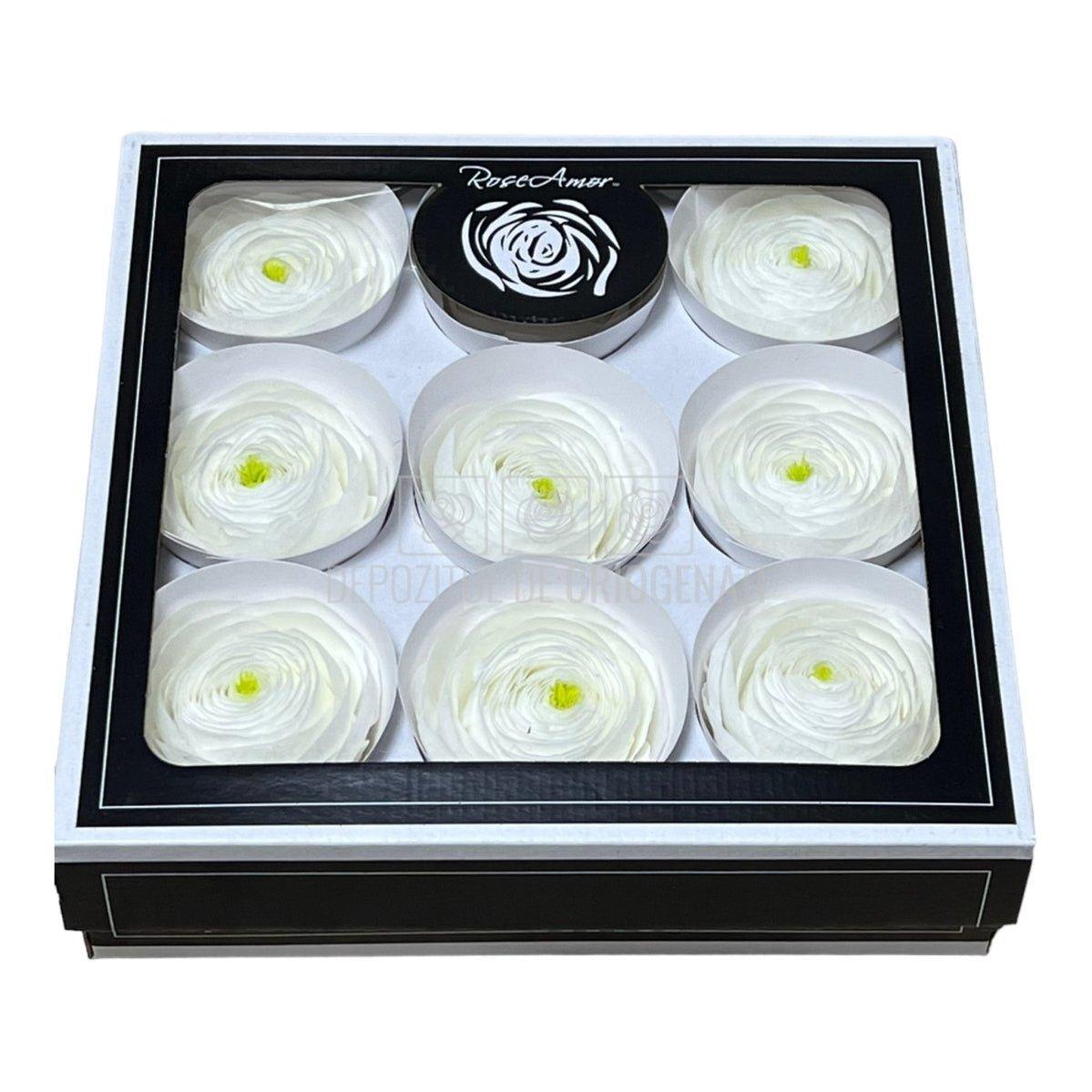 Ranunculus Criogenat WHI-01 (Ø6cm, set 9 buc /cutie) - DepozituldeCriogenati.ro