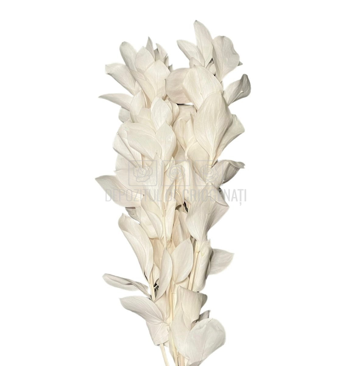 Ruscus Alb (Buchet Criogenat) - DepozituldeCriogenati.ro