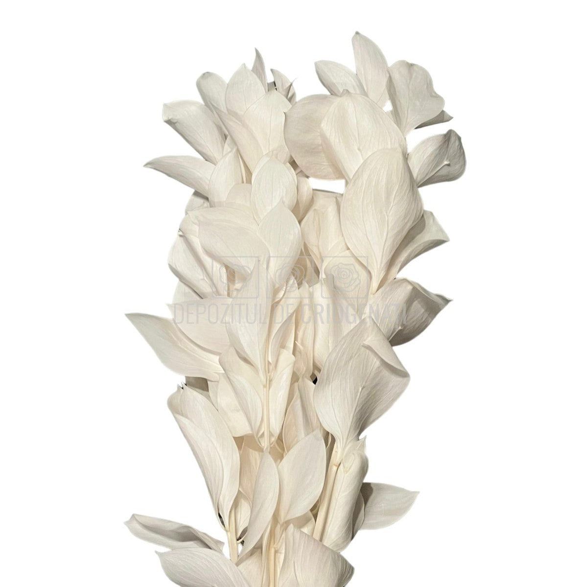 Ruscus Alb (Buchet Criogenat) - DepozituldeCriogenati.ro