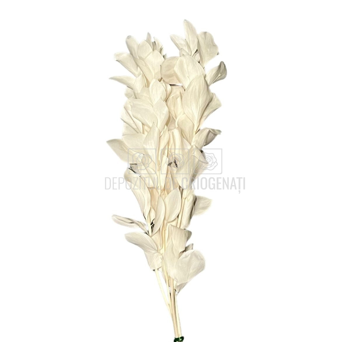 Ruscus Alb (Buchet Criogenat) - DepozituldeCriogenati.ro