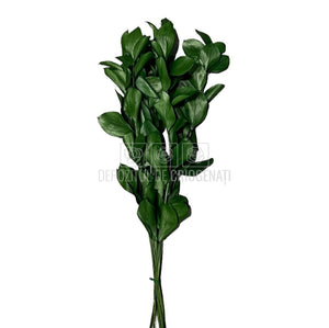 Ruscus Verde (Buchet Criogenat) - DepozituldeCriogenati.ro