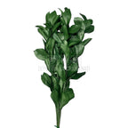 Ruscus Verde (Buchet Criogenat) - DepozituldeCriogenati.ro