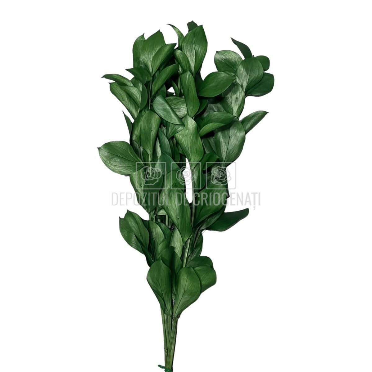 Ruscus Verde (Buchet Criogenat) - DepozituldeCriogenati.ro